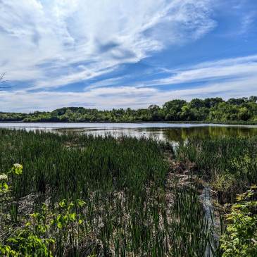 A small lake with bright blue sky and clouds, with reed grass in the foreground and geese in the distance