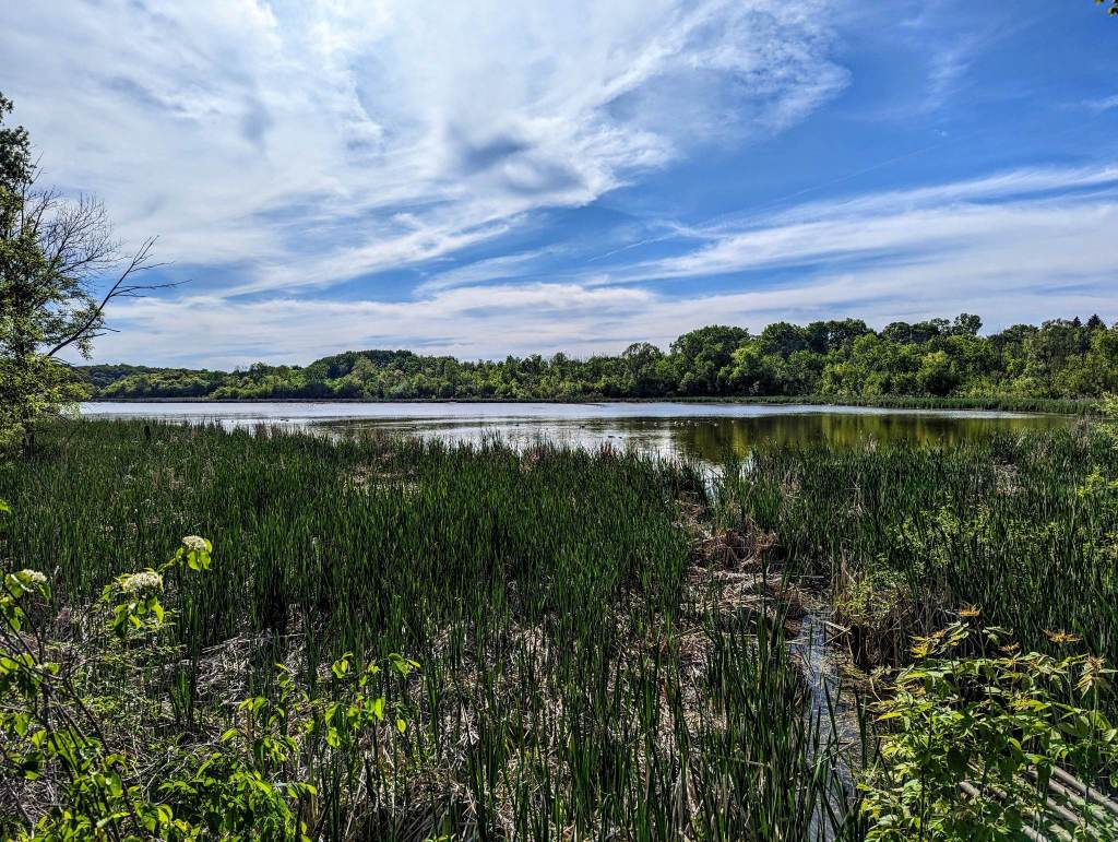 A small lake with bright blue sky and clouds, with reed grass in the foreground and geese in the distance